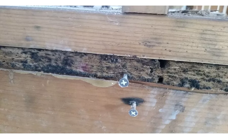 Foreclosed home with extensive mold/water damage by Clean Image Services, Inc.