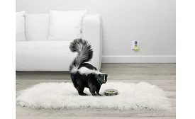 skunk odor removal