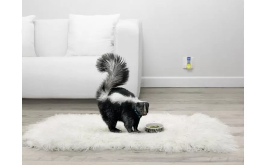 skunk odor removal