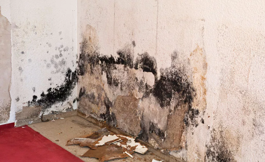 Restorers-Perspective