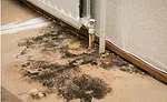 Getting to the Root Cause of Mold in Schools