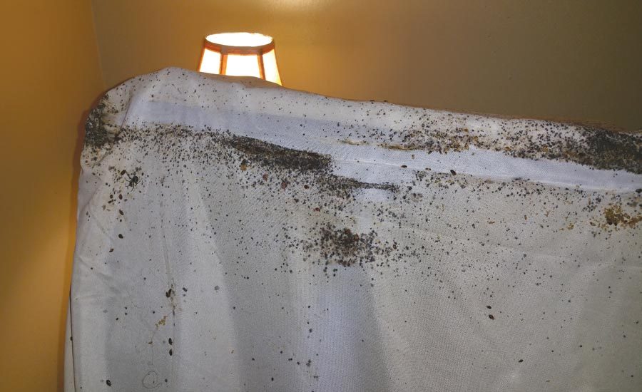 When Bedbugs Bite A Case Study on a Severe Infestation 20170517