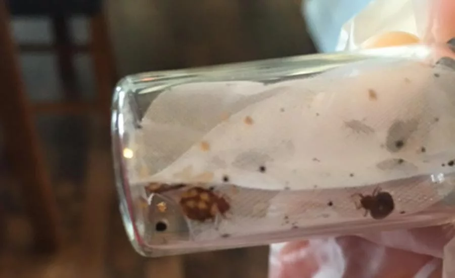 Multiple life stages of bed bugs, including viable eggs.