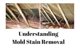 mold stain removal