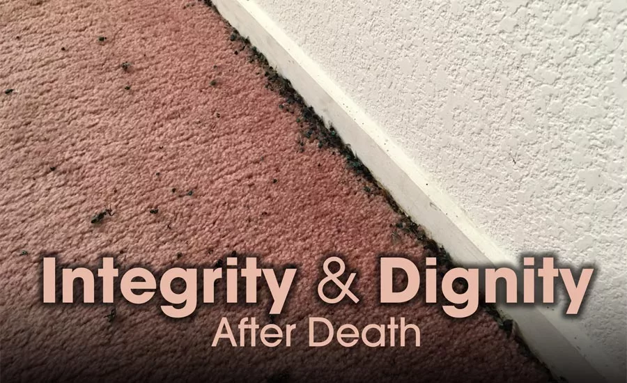 When bugs are present, carpet and porous materials where eggs could be laid should be removed.