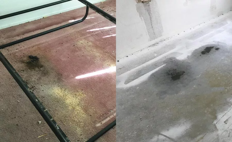 bodily fluids had seeped through the mattress onto the carpet