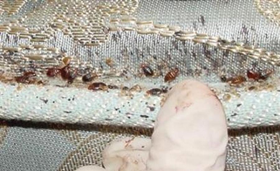 bed bugs breed profit