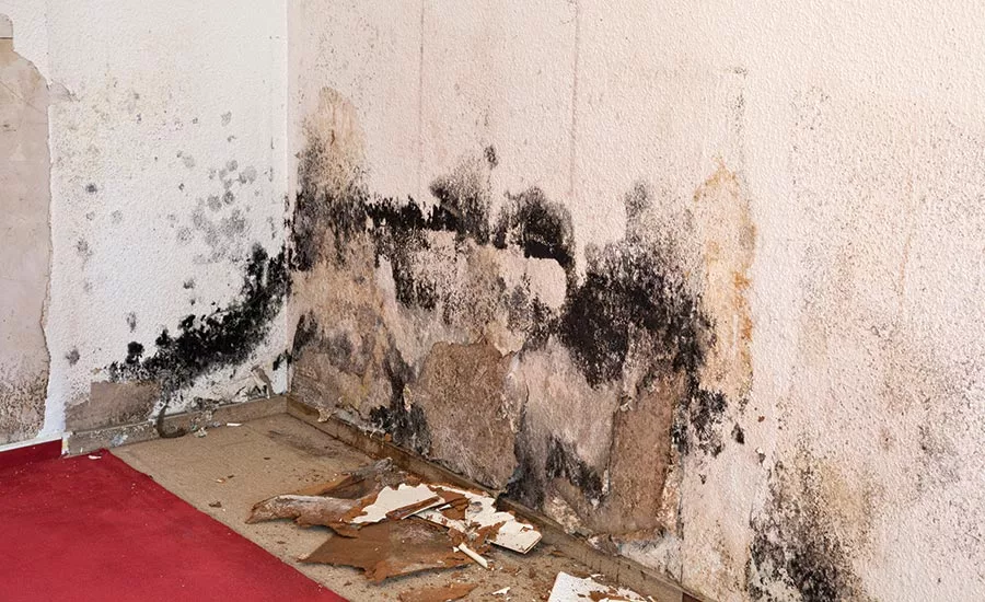 Mold remediation