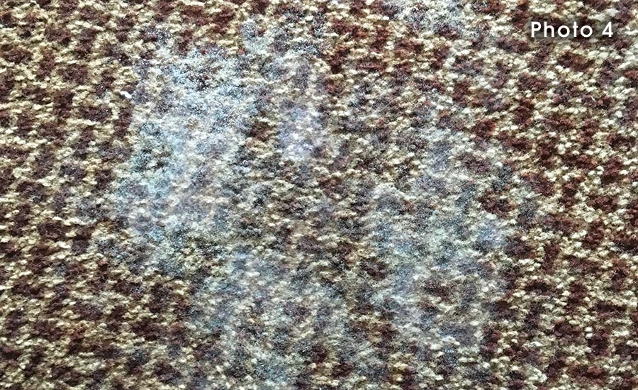 carpet mold