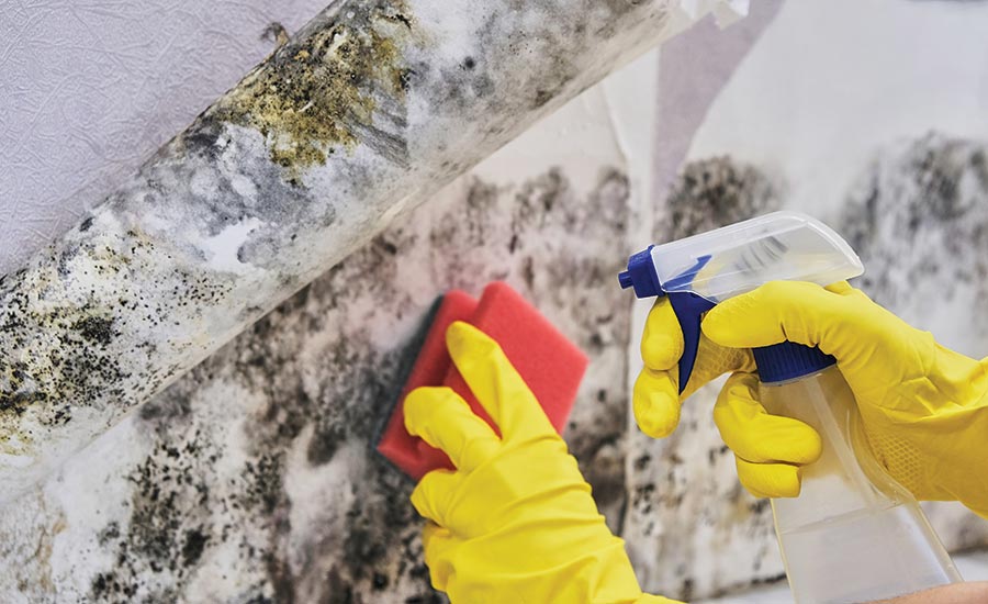 mold remediation