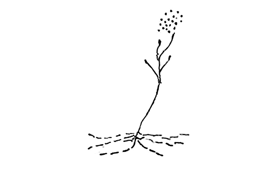 line drawing of mold