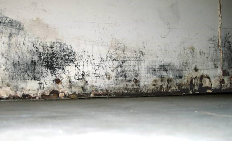 mold on a wall