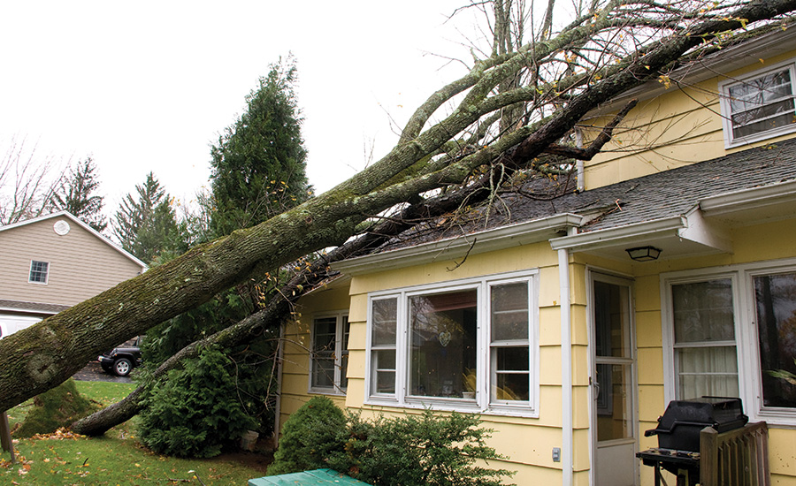 fallen tree on a house