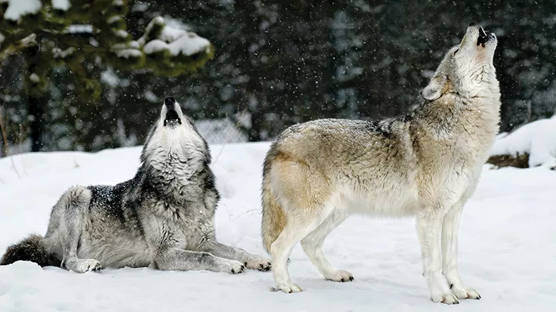 why you should be an Alpha marketer