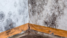 mold remediation solutions
