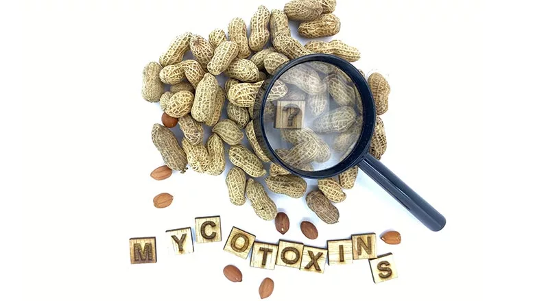 Mycotoxin Control as a Critical Part of Mold Remediation