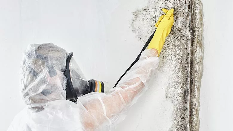 mold remediation