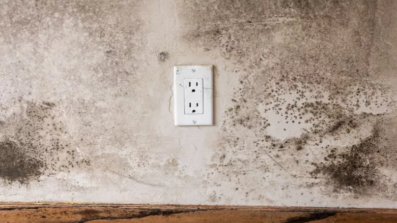 Home Mold Remediation