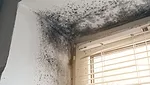 Black mold growth on walls and ceiling near window with blinds