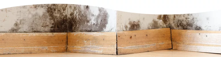 Mold Remediation topic image