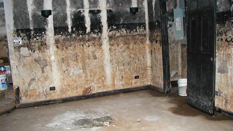 mold damage following hurricane