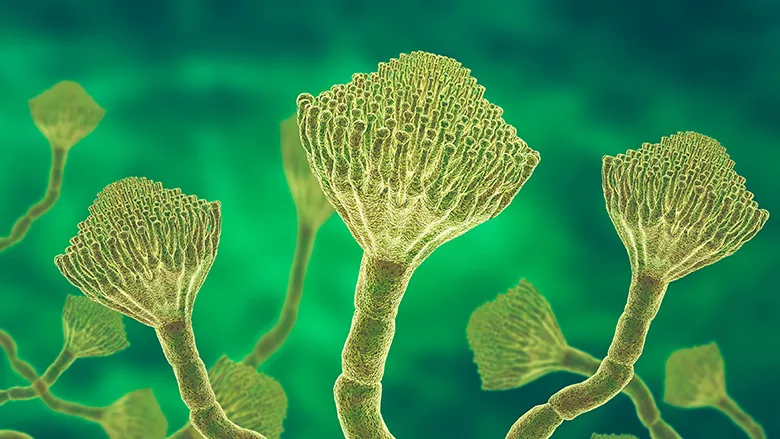 Microscopic view of a colony of Aspergillus fungi