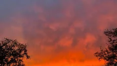 Dusk behind the tree tops