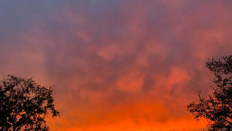 Dusk behind the tree tops