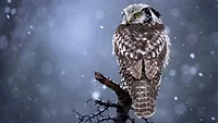 Northern Hawk Owl