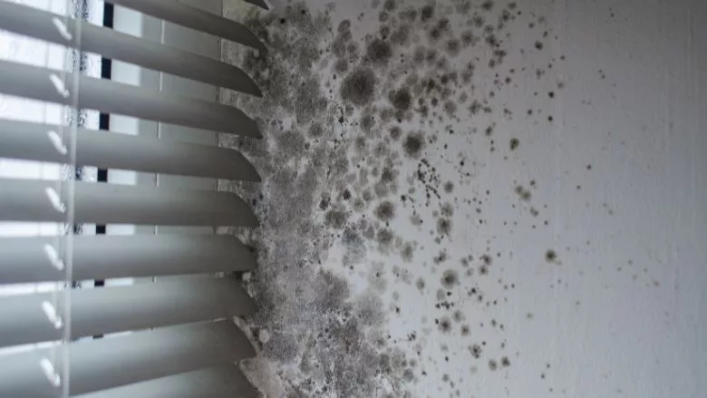 Dark mold growth on walls by damaged window