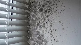 Dark mold growth on walls by damaged window