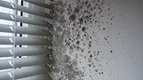 Dark mold growth on walls by damaged window
