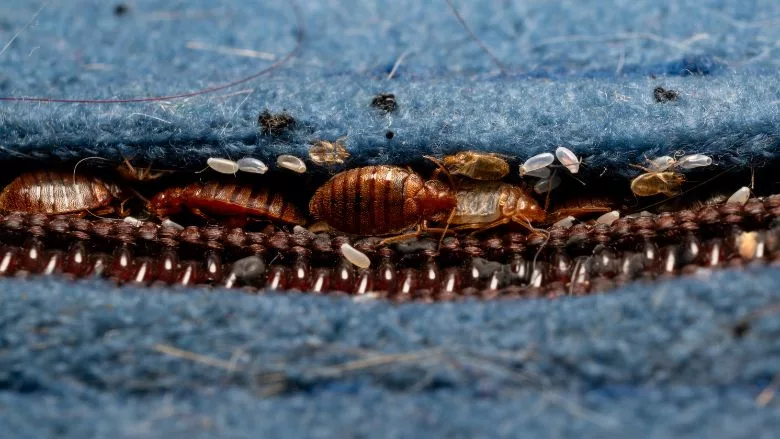 Bed bug infestation in mattress seam 