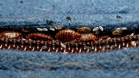Bed bug infestation in mattress seam 