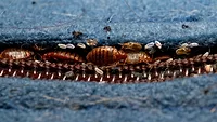 Bed bug infestation in mattress seam 