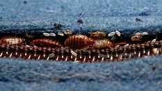 Bed bug infestation in mattress seam 