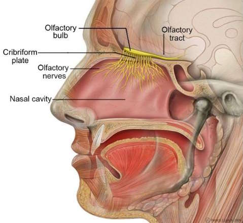human olfactory system