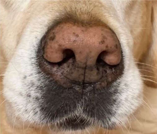 dog's nose