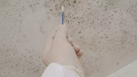 mold sampling