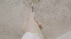 mold sampling mold sampling