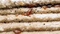Bed Bugs Hidden in Mattress Fabric