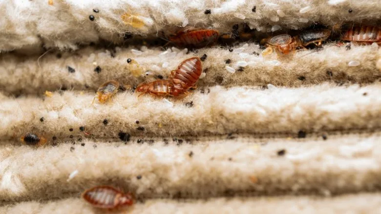 Bed Bugs Hidden in Mattress Fabric Bed Bugs Hidden in Mattress Fabric