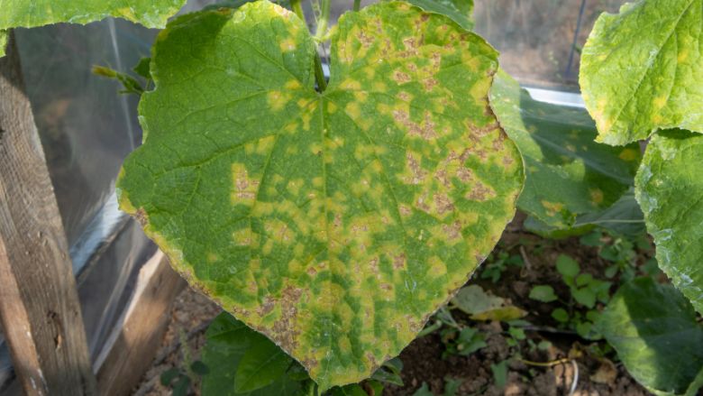 Cucumber leaf showing symptoms of downy mildew disease