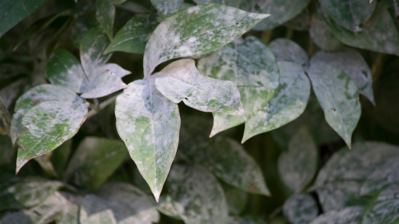 Powdery Mildew Disease on Peonies