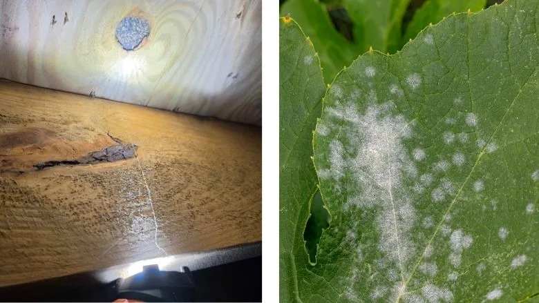 Powdery mold on wood in basement/attic vs. powdery mildew fungus on squash plant leaf Powdery mold on wood in basement/attic vs. powdery mildew fungus on squash plant leaf
