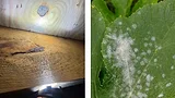 Powdery mold on wood in basement/attic vs. powdery mildew fungus on squash plant leaf