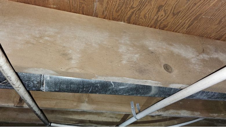 Basement ceiling and piping covered in mold