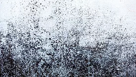 Mold stains on exterior wall