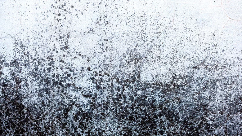 Mold stains on exterior wall